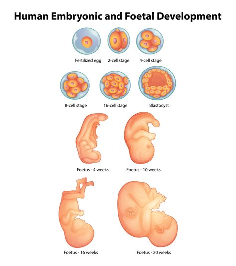 Fetal Development Chart A Visual Reference Of Charts Chart Master