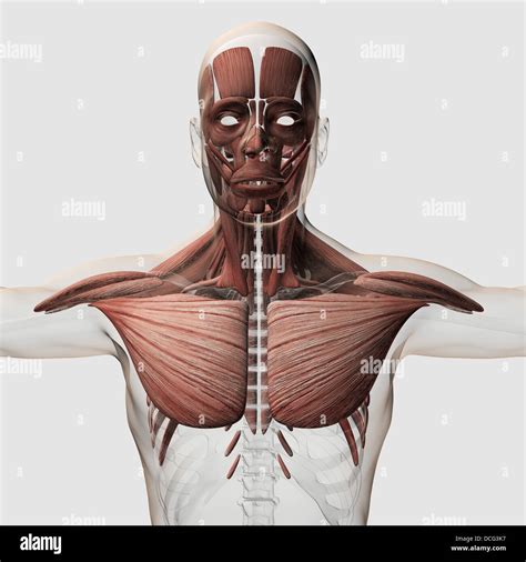 Male Anatomy Side View Athletic Male Human Anatomy And Muscles Stock