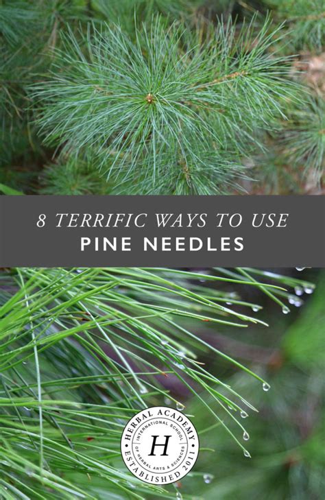 8 Terrific Ways To Use Pine Needles Right Now