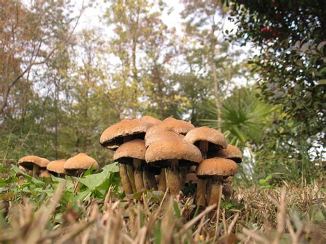 Autumn Mushrooms Free Photo Download Freeimages