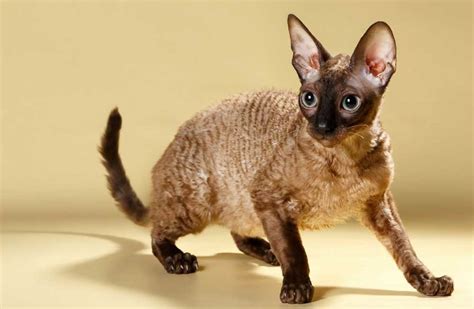 Cornish Rex Information And Cat Breed Facts Pets Feed