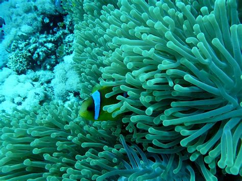 Hd Wallpaper Coral Lot Anemone Fish Underwater World Coral Reef