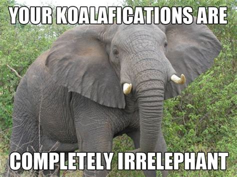 39 Very Funny Elephant Memes Pictures Jokes And Images Picsmine