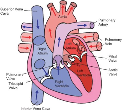 Download Hd The Direction Of Blood Flow Through The Heart Human Heart