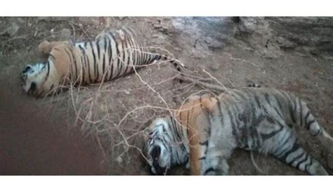 Two Tiger Cubs Killed By Male Tiger In Ranthambore National Park