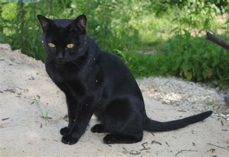 30 Very Beautiful Bombay Cat Photos And Images