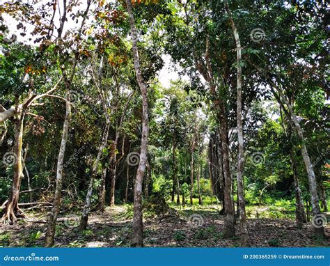Natural Kalimantan Forest Gardens Stock Photos Free And Royalty Free