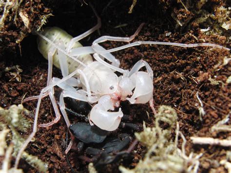 Rare Vinegaroon Moulting Photos Arachnoboards