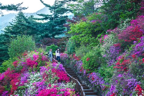 Nami Island And Morning Calm Garden Tour Seoul