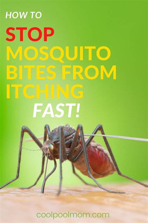How To Stop Mosquito Bites From Itching Fast Mosquito Bite Mosquito