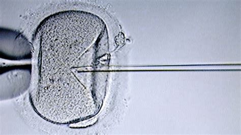 Bbc Gcse Bitesize Fertility Treatments