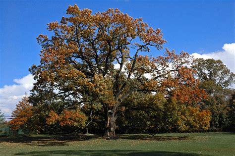 Fileold Oak Tree In Florham Park Nj Wikipedia