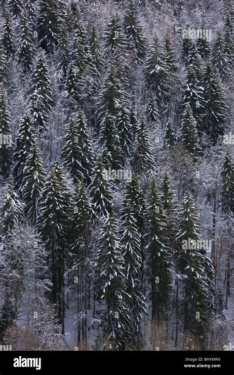 Norway Spruce Picea Abies Forest In Winter Snow On The Col De