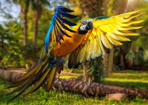 Download Flight Macaw Parrot Animal Blue And Yellow Macaw Blue And