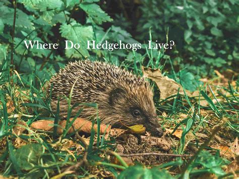 Where Do Hedgehogs Live Hedgehog