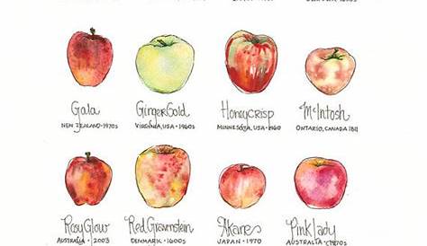 Apple Varieties and Their History | Content in a Cottage