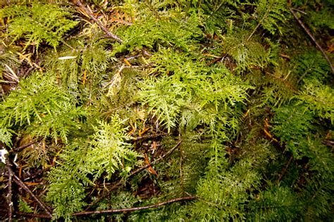 Mossy Forest Floor Salt Spring Island Bc Canada Thomas Quine Flickr