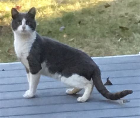 This page is for lost/missing/found cats in the eastern pennsylvania, northern new jersey and kittens near me. Miss me? Cat found near Oregon Road