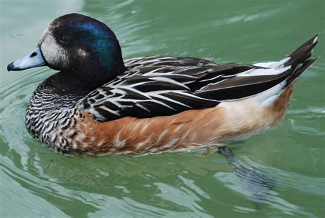 Blue Billed Duck Scientific Name Oxyura Australis Rank Species