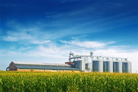 Grain Silos In Corn Field Stock Photo Image Of Storage 42779294