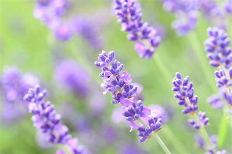 Lavandula X Intermedia Seal Lavender