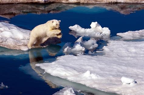Hd Wallpaper Polar Bear Snow Antarctica Water Animal Mammal