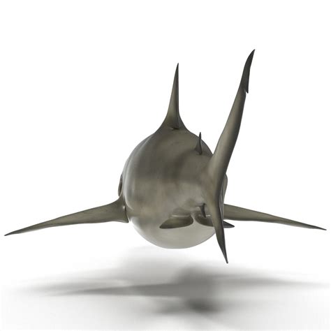 Pigeye Shark 3d Max