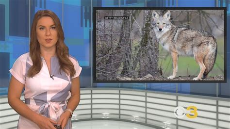Coyote Attacks Reported In New Jersey Park Youtube