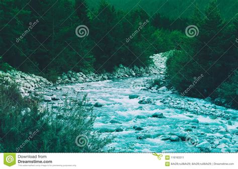 Pine Tree Forest River Flows Through The Rocks Beautiful Powerful