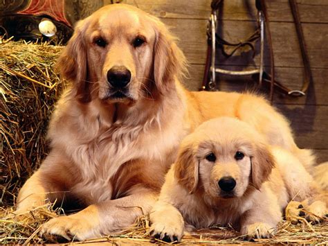 Free Wallpaper Of A Mother Dog And Her Baby Free Wallpaper World