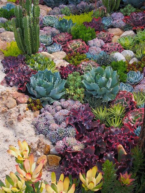 20 Cactus Succulent Landscape Design