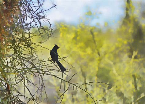 Wallpaper Bird Fauna Nature Blackbird Brush Tree Branches