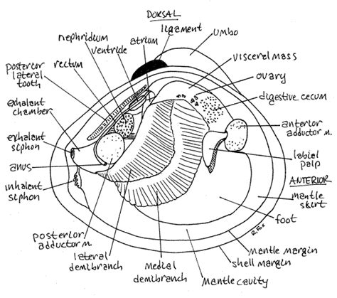 Clam Internal Anatomy Diagram