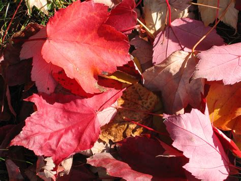 Pile Of Red Autumn Leaves Clippix Etc Educational Photos For