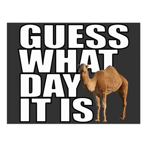 Guess What Day It Is Hump Day Camel Postcard Zazzle