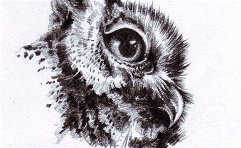 Burung jantan dewasa memiliki bulu berwarna. Paling Populer 30 Gambar Burung Hantu Hitam Putih- Burung Hantu Owl Dalam Drawing Gambar Www ...