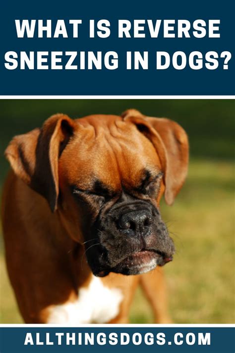 Reverse Sneezing In Dogs Reverse Sneezing In Dogs Dog Sneezing Dogs