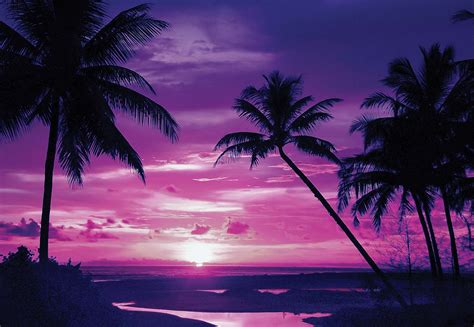 Beach Tropical Sunset Purple Palms889wm Tapeedikoduee