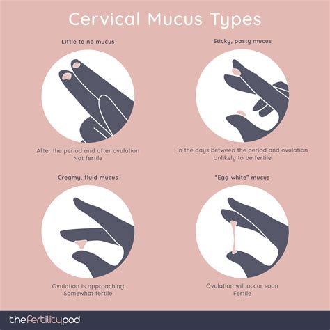 Cervical Mucus Types V The Fertility Pod Acupuncture Nutrition