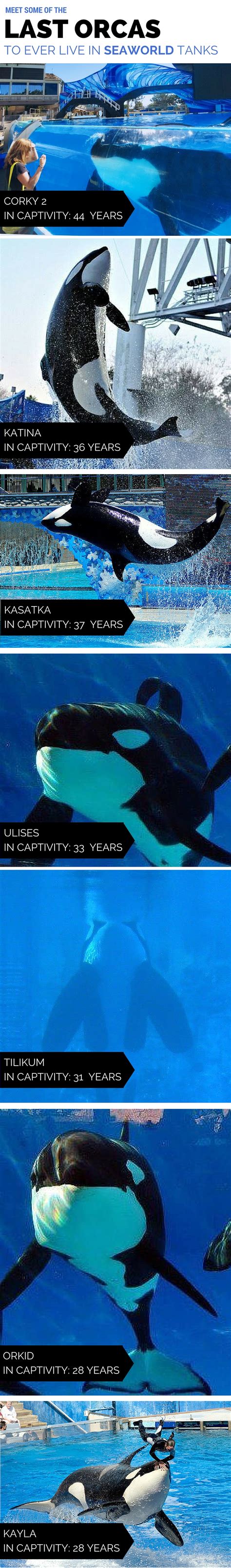 After Years Of Controversy Seaworld Announced That Theyre Ending Their Captive Breeding