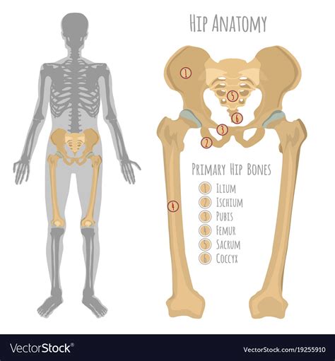 Skeletal Anatomy Of Human Hip