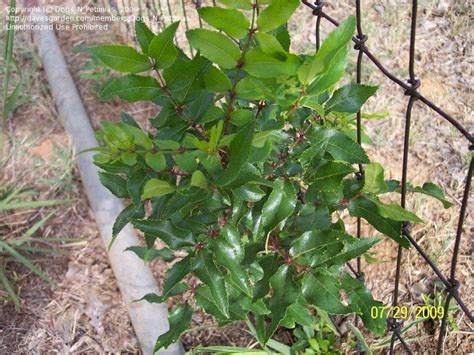 Propagation Prickly Ash Aka Tickle Tongue Tree Toothache Tree 1 By