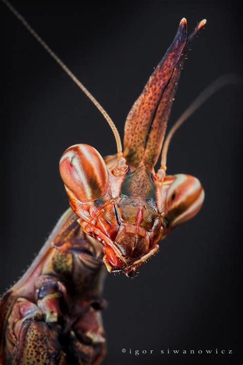 Incredible Mantis Pics Round Iii Praying Mantis Macro Photography