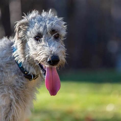 16 Pictures That Prove Irish Wolfhound Are Perfect Weirdos Pettime