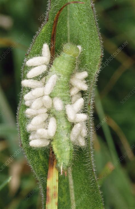 Parasitic Wasp Larvae On Caterpillar Stock Image Z Science Photo Library