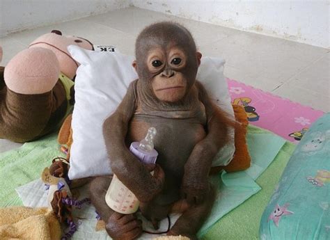 Budy The Baby Orangutan Is Being Nursed Back To Health After Being