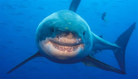 Great White Sharks Now Threatened In New Zealand Newshub