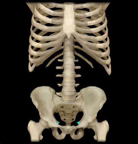 Anatomy Axial Skeleton And Appendicular Skeleton Flashcards Quizlet