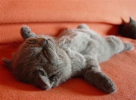 21 Cute Pictures Of Sleeping Cats Great Inspire