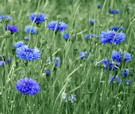 100 Pcs Cornflower Blue Boy Seeds Centaurea Cyanus Blue Etsy